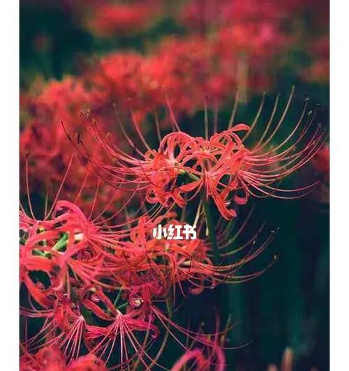 绝望之花（以绝望为主题的花语揭示内心的哀伤与无助）