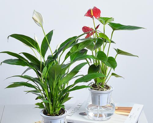 结婚送什么绿植比较好？如何选择寓意吉祥的植物？