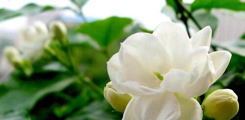 茉莉花的花语与寓意(茉莉花的美丽与象征) 茉莉花的花语与寓意(茉莉花的美丽与象征)