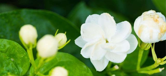 茉莉花的花语与寓意(茉莉花的美丽与象征) 茉莉花的花语与寓意(茉莉花的美丽与象征)
