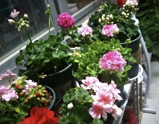 天竺葵种植时选择大盆还是小盆好？哪种更适合生长？