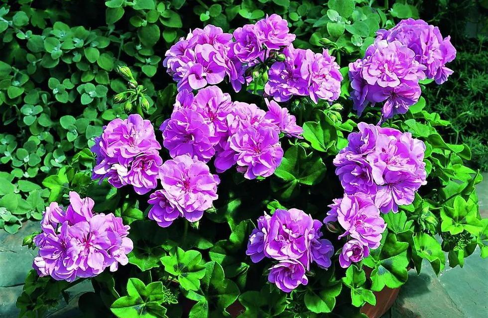 天竺葵种植时选择大盆还是小盆好？哪种更适合生长？