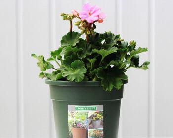 天竺葵种植时选择大盆还是小盆好？哪种更适合生长？