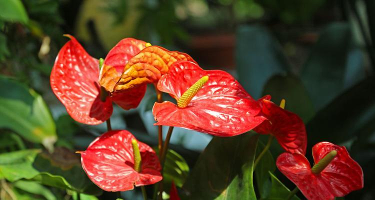 以牡丹花的花语是金榜题名(传承华夏文化)