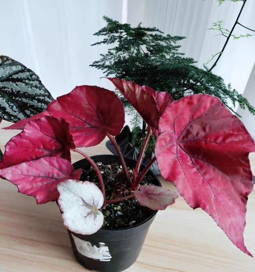 以牡丹花的花语是金榜题名（传承华夏文化）