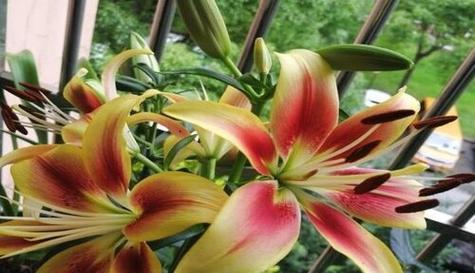 以牡丹花的花语是金榜题名（传承华夏文化）