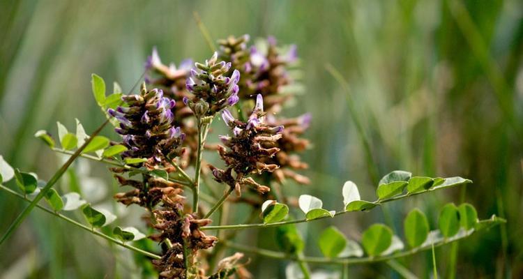 甘草哪里的产地最好？产地对甘草质量有何影响？