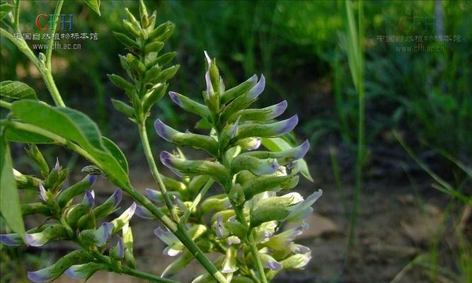 甘草哪里的产地最好？产地对甘草质量有何影响？