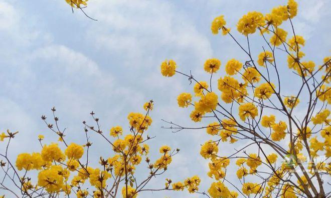 黄花风铃木的花语——忠诚与爱情（探索黄花风铃木花朵所传达的深刻含义）