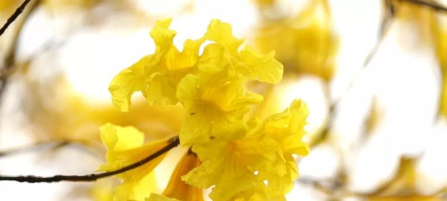 黄花风铃木的花语——忠诚与爱情（探索黄花风铃木花朵所传达的深刻含义）