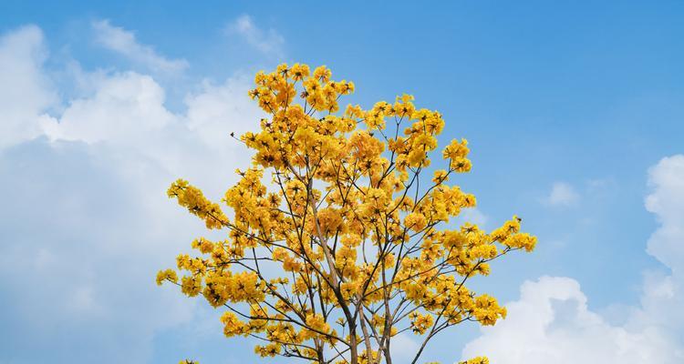 黄花风铃木的花语——忠诚与爱情（探索黄花风铃木花朵所传达的深刻含义）