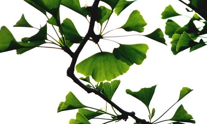 银杏叶的形状是什么?为什么它们如此独特? 银杏叶的形状是什么?为什么它们如此独特?