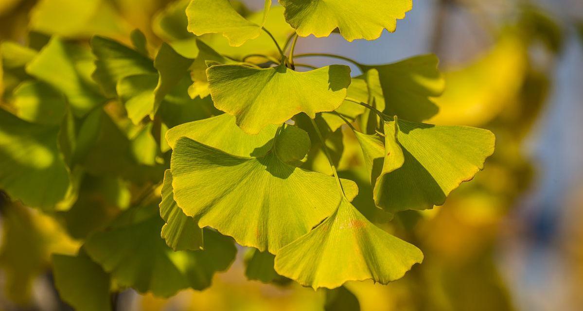 银杏叶的形状是什么?为什么它们如此独特? 银杏叶的形状是什么?为什么它们如此独特?