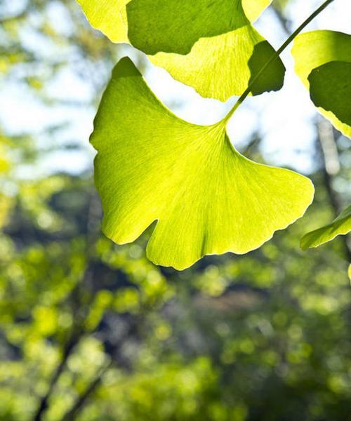 银杏叶的形状是什么?为什么它们如此独特? 银杏叶的形状是什么?为什么它们如此独特?