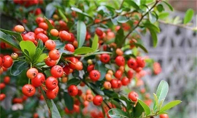 相思之美——以代表相思的植物为主题的探索(相思植物种类) 相思之美——以代表相思的植物为主题的探索(相思植物种类)