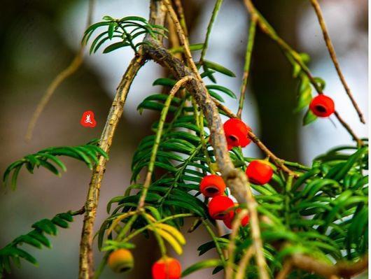 相思之美——以代表相思的植物为主题的探索(相思植物种类) 相思之美——以代表相思的植物为主题的探索(相思植物种类)