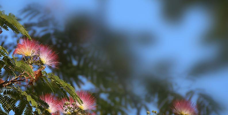 相思之美——以代表相思的植物为主题的探索(相思植物种类) 相思之美——以代表相思的植物为主题的探索(相思植物种类)