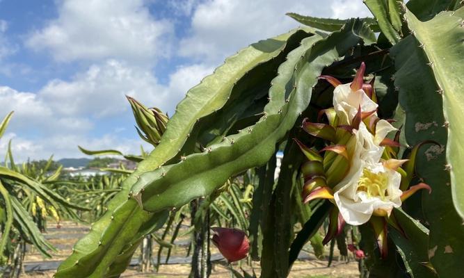 火龙果花代表什么？火龙果花的象征意义有哪些？