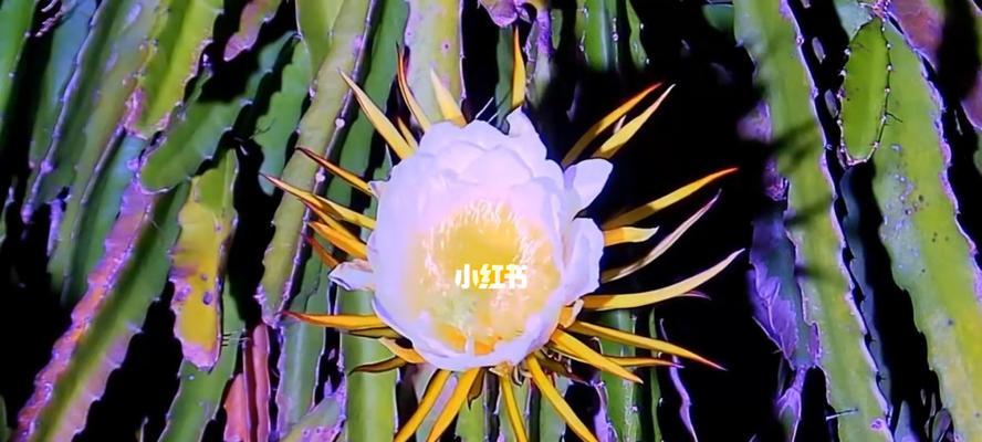 火龙果花代表什么？火龙果花的象征意义有哪些？