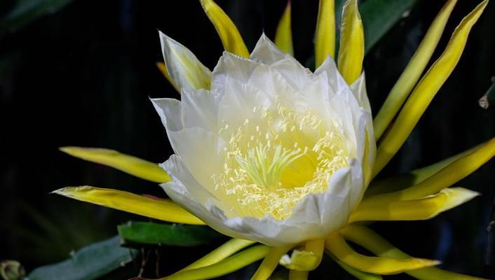 火龙果花代表什么？火龙果花的象征意义有哪些？