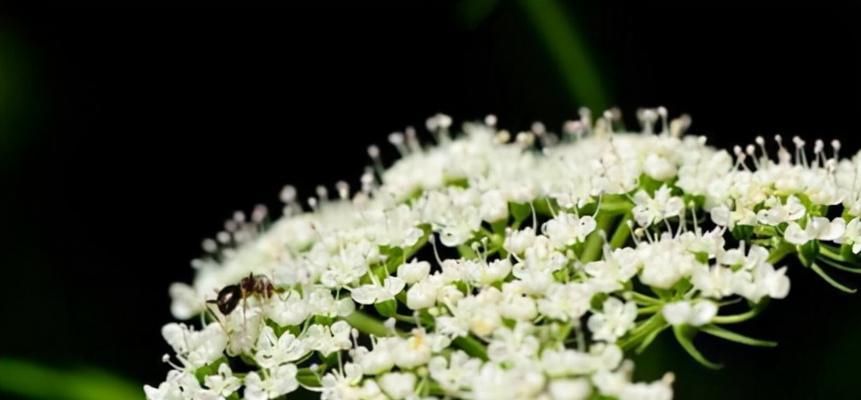 石楠花的花语(了解石楠花的花语) 石楠花的花语(了解石楠花的花语)