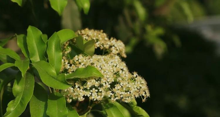 石楠花的花语(了解石楠花的花语) 石楠花的花语(了解石楠花的花语)