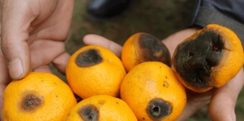 脐橙炭疽病如何防治？发病原因和有效治疗方法是什么？