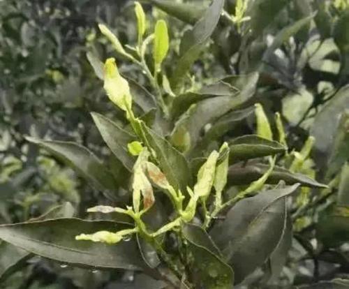 脐橙炭疽病如何防治？发病原因和有效治疗方法是什么？