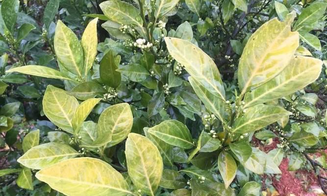 脐橙炭疽病如何防治？发病原因和有效治疗方法是什么？