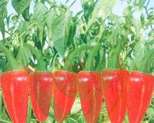 红泡椒种子哪个品种好？如何选择最佳品种？