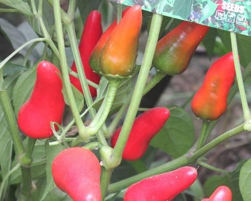 红泡椒种子哪个品种好？如何选择最佳品种？