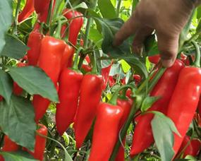 红泡椒种子哪个品种好？如何选择最佳品种？