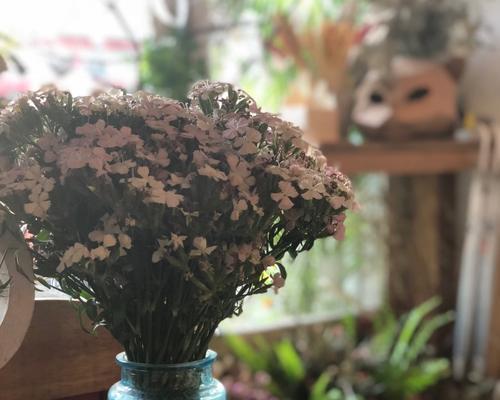 咖啡厅适合放什么植物?如何选择合适的室内植物?