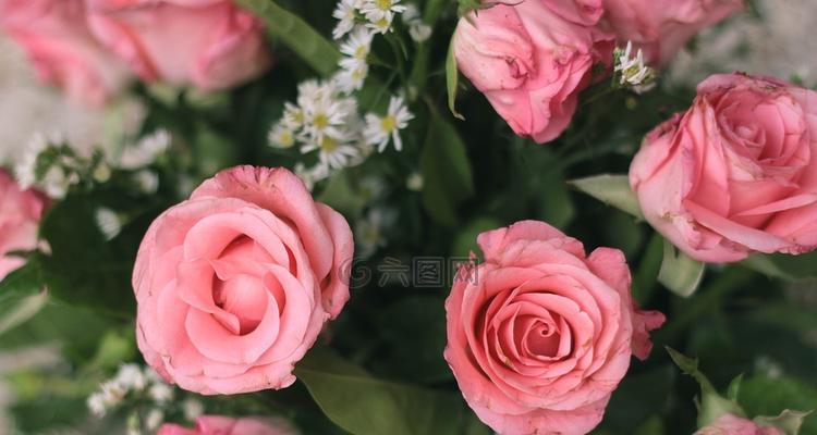 粉红玫瑰的象征意义与美丽神秘的故事（揭秘粉红玫瑰背后的神秘力量与情感寓意）