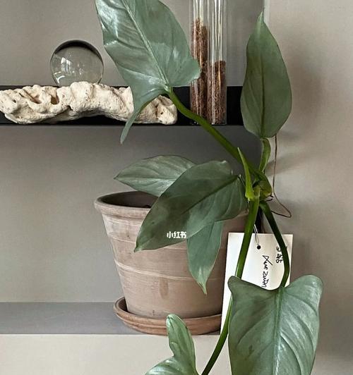 咖啡厅适合放什么植物？如何选择合适的室内植物？