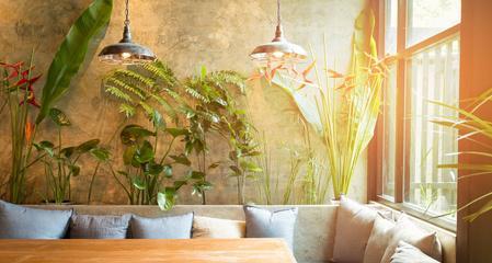 咖啡厅适合放什么植物？如何选择合适的室内植物？