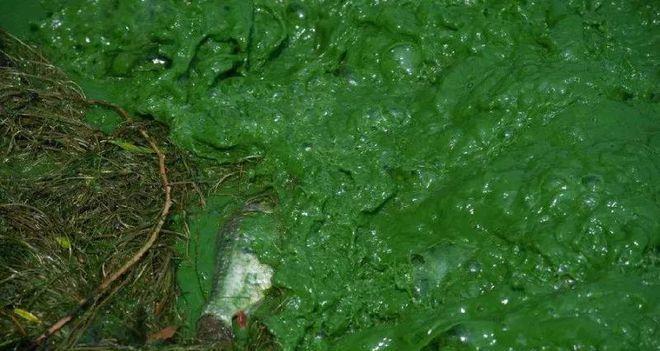 蓝藻属于植物类别吗？蓝藻的分类和特性是什么？