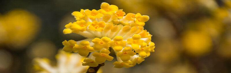 以结香花花语是什么(揭秘以结香花的深层含义与象征) 以结香花花语是什么(揭秘以结香花的深层含义与象征)
