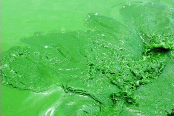 蓝藻属于植物类别吗？蓝藻的分类和特性是什么？