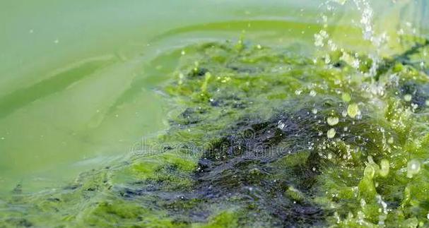 蓝藻属于植物类别吗？蓝藻的分类和特性是什么？