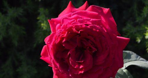 红色月季花的象征意义(传递爱情和热情的红色之花) 红色月季花的象征意义(传递爱情和热情的红色之花)