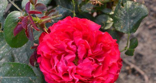 红色月季花的象征意义(传递爱情和热情的红色之花) 红色月季花的象征意义(传递爱情和热情的红色之花)