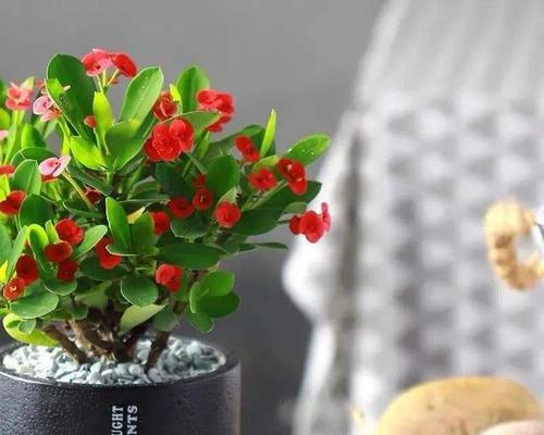 生小孩送什么花最合适？不同场合下花卉选择指南？