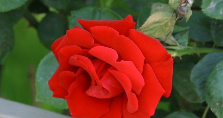 红色月季花的象征意义(传递爱情和热情的红色之花) 红色月季花的象征意义(传递爱情和热情的红色之花)