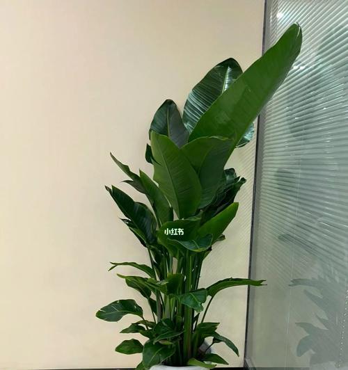 以鹤望兰的寓意与风水养在家里风水吉利吗(探讨以鹤望兰的象征意义和其在风水中的作用) 以鹤望兰的寓意与风水养在家里风水吉利吗(探讨以鹤望兰的象征意义和其在风水中的作用)