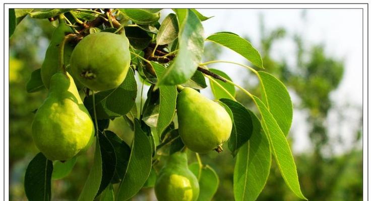 梨树几年开花结果?如何正确管理以促进早期结果? 梨树几年开花结果?如何正确管理以促进早期结果?