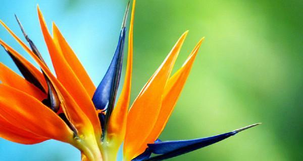 以鹤望兰的寓意与风水养在家里风水吉利吗(探讨以鹤望兰的象征意义和其在风水中的作用) 以鹤望兰的寓意与风水养在家里风水吉利吗(探讨以鹤望兰的象征意义和其在风水中的作用)