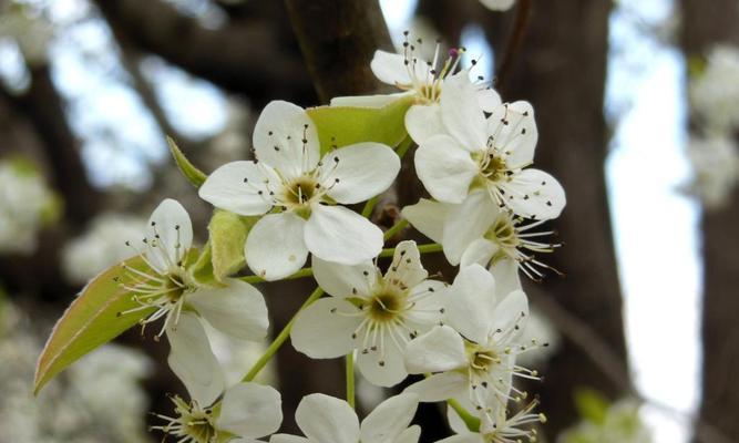 梨树几年开花结果?如何正确管理以促进早期结果? 梨树几年开花结果?如何正确管理以促进早期结果?