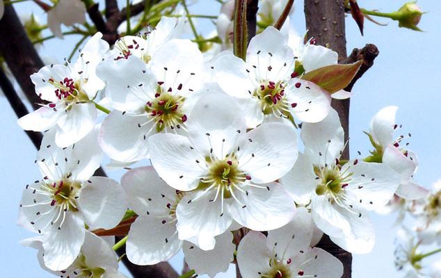 梨树几年开花结果?如何正确管理以促进早期结果? 梨树几年开花结果?如何正确管理以促进早期结果?