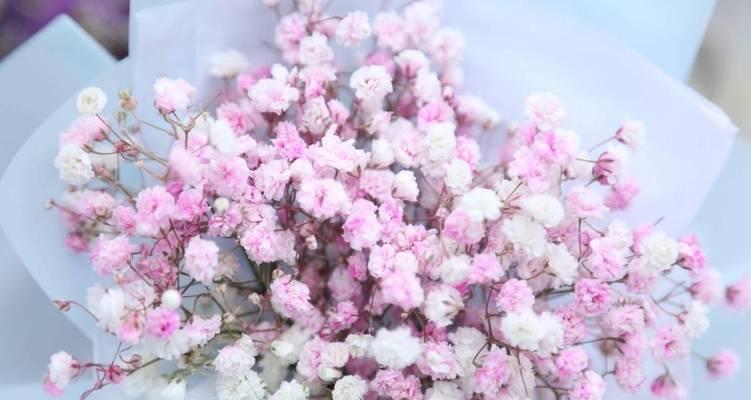 满天星花语与寓意（探索满天星花的美丽与深意）